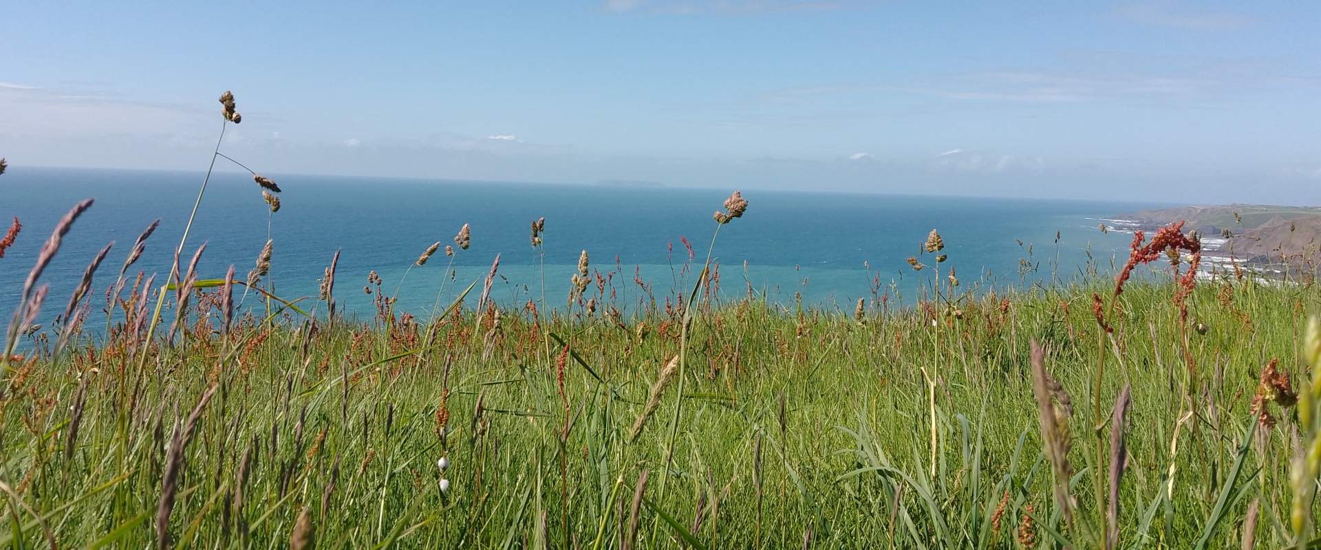 Coastal grasses