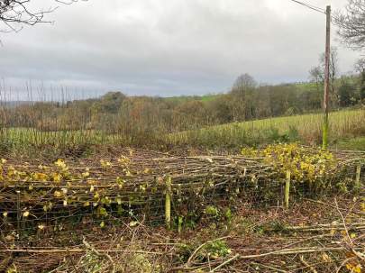 BN5 hedgerow laying